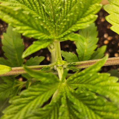 Pink Gasoline growlog photo: Topping
