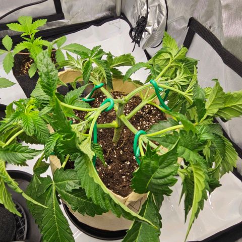 Pink Gasoline growlog photo: Defoliation and first lst