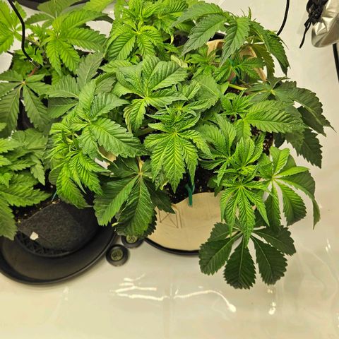 Pink Gasoline growlog timeline photo