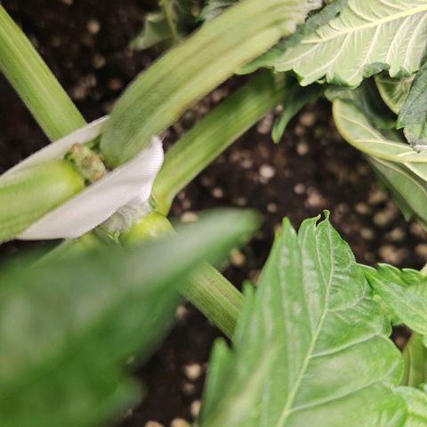 Pink Gasoline growlog photo: Joint tear