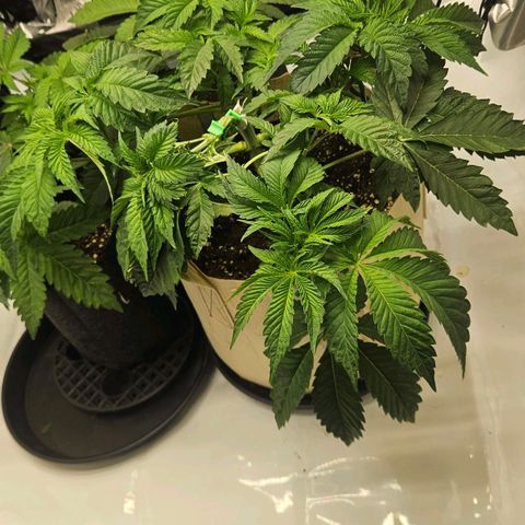 Pink Gasoline growlog photo: Clip