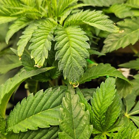 Pink Gasoline growlog photo: Burn due to fertilizers, flushed with 15 liters, will water them for a while with plain water