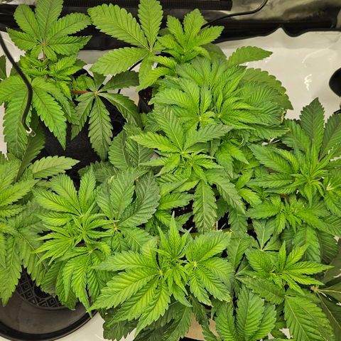Pink Gasoline growlog photo: Burn due to fertilizers, flushed with 15 liters, will water them for a while with plain water