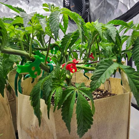 Pink Gasoline growlog photo: Trying to have zn even canopy 👌