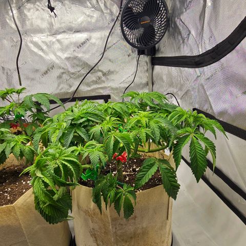 Pink Gasoline growlog photo: Trying to have zn even canopy 👌