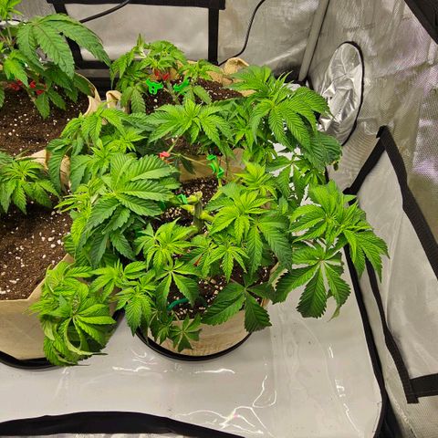 Pink Gasoline growlog photo: Trying to have zn even canopy 👌