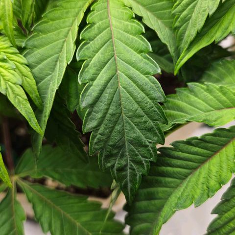 Pink Gasoline growlog photo: Mag-Ca defiviency?