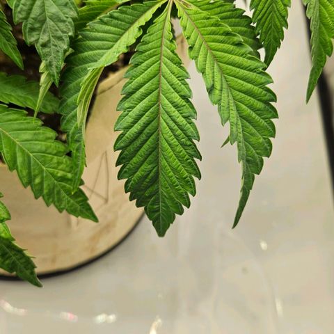 Pink Gasoline growlog photo: Mag-Ca defiviency?