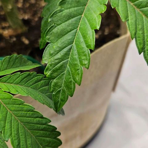 Pink Gasoline growlog photo: Mag-Ca defiviency?
