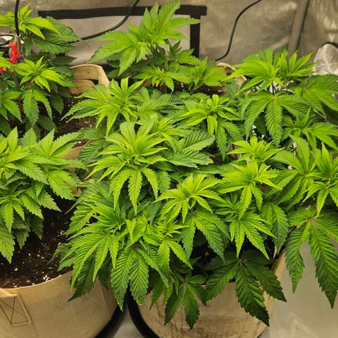Pink Gasoline growlog photo: Is she healthy?