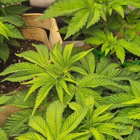 Pink Gasoline growlog photo: Is she healthy?