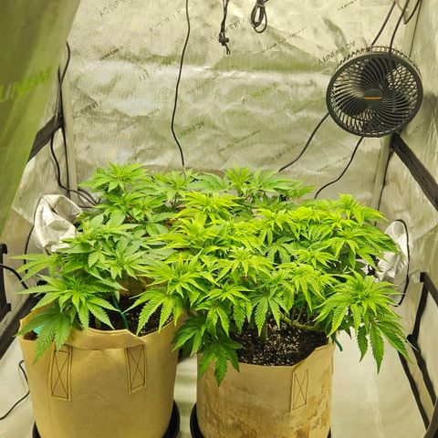 Pink Gasoline growlog timeline photo