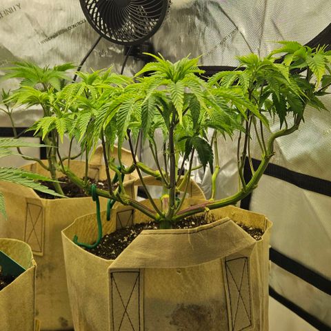 Pink Gasoline growlog timeline photo