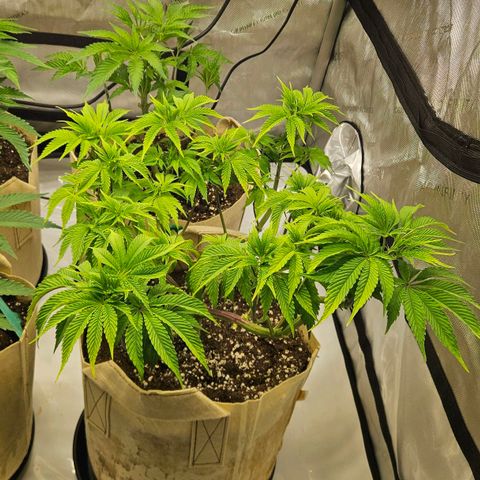 Pink Gasoline growlog timeline photo