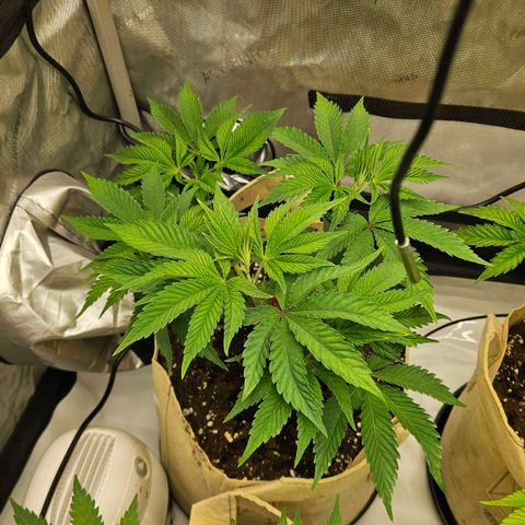 Pink Gasoline growlog timeline photo