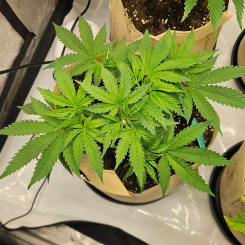 Pink Gasoline growlog timeline photo