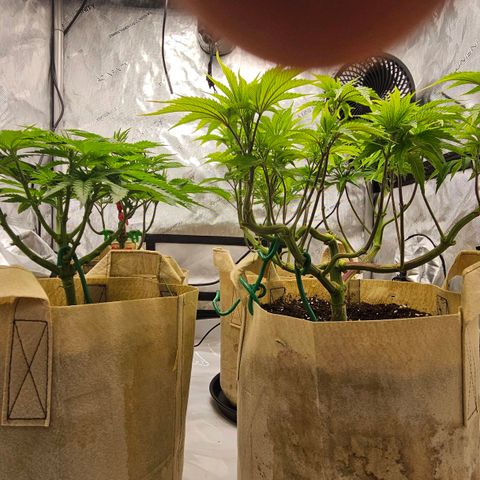 Pink Gasoline growlog timeline photo