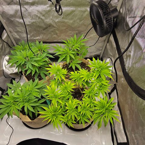 Pink Gasoline growlog timeline photo