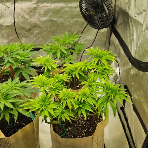 Pink Gasoline growlog timeline photo