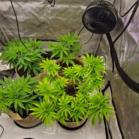 Pink Gasoline growlog timeline photo