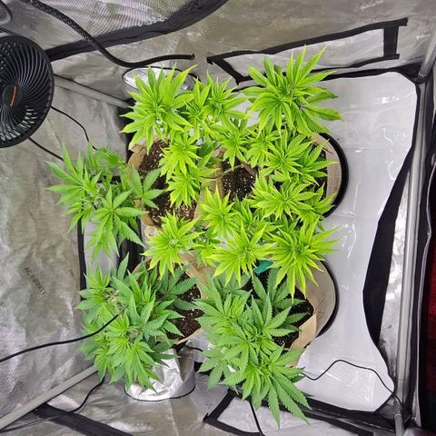 Pink Gasoline growlog timeline photo