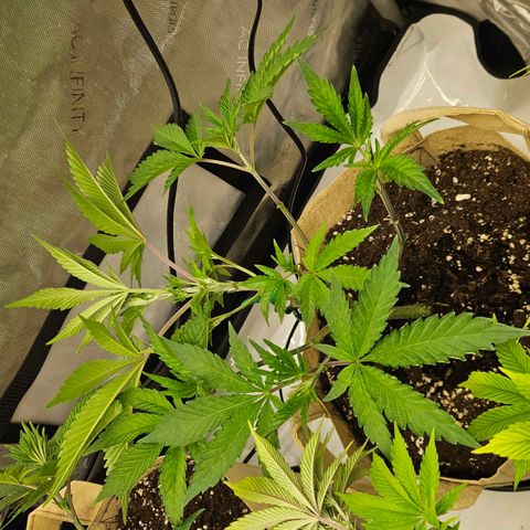 Pink Gasoline growlog timeline photo