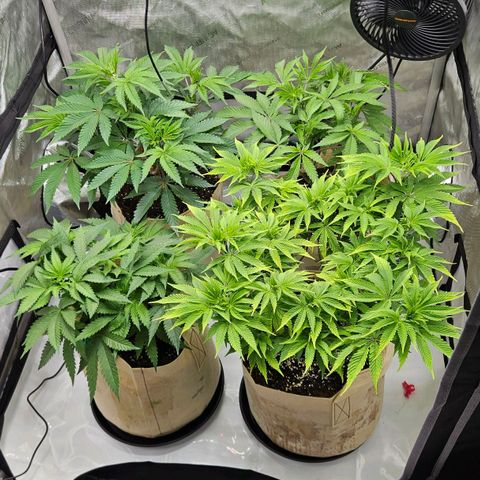 Pink Gasoline growlog photo: One week before flower