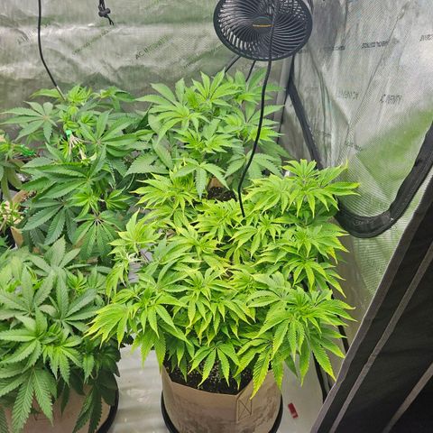 Pink Gasoline growlog photo: 3 days before flower ! Excited !!!