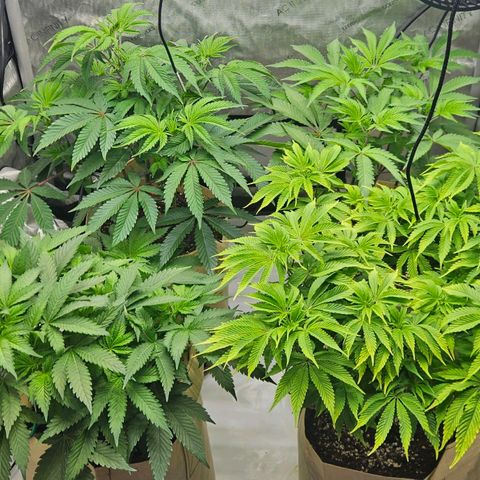 Pink Gasoline growlog photo: 3 days before flower ! Excited !!!