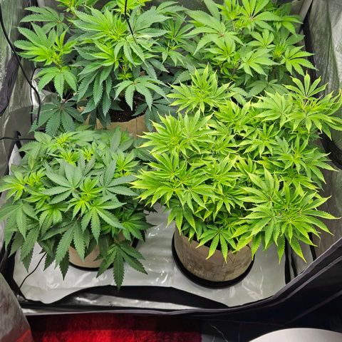 Pink Gasoline growlog photo: Day 1 flower after 36h in darkness 🫶