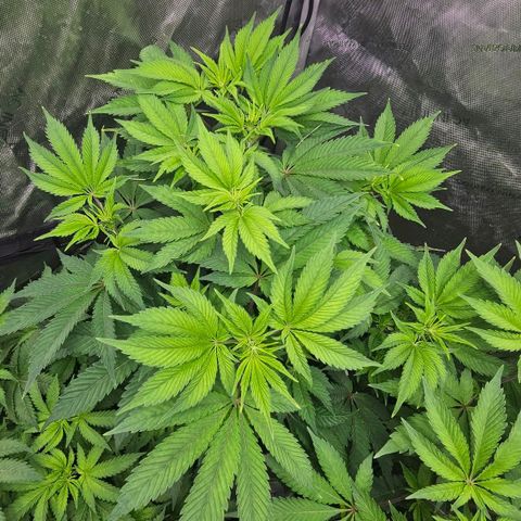 Pink Gasoline growlog photo: Day 6 flower