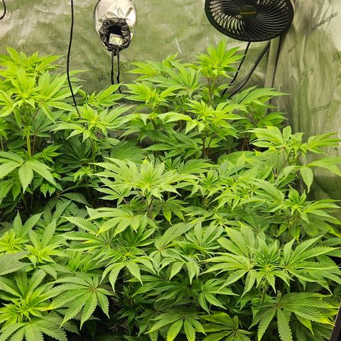 Pink Gasoline growlog photo: Day#9 in flower 🌷