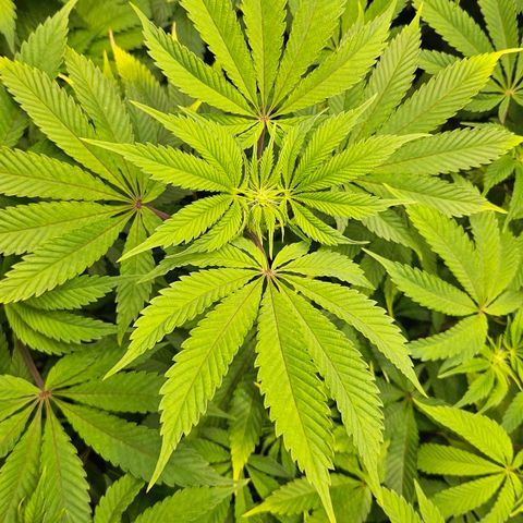 Pink Gasoline growlog photo: Day#9 in flower 🌷