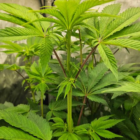 Pink Gasoline growlog photo: Day#9 in flower 🌷