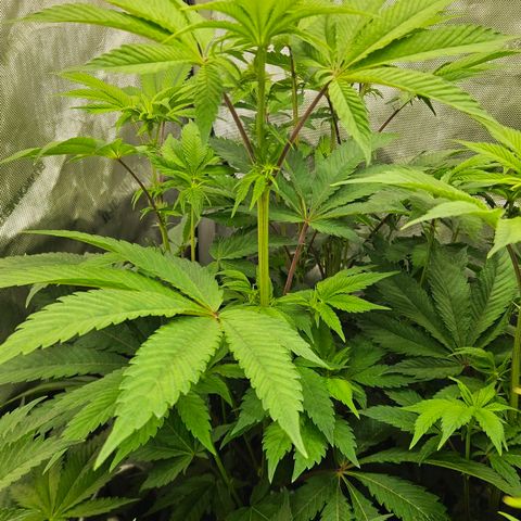 Pink Gasoline growlog photo: Day#9 in flower 🌷