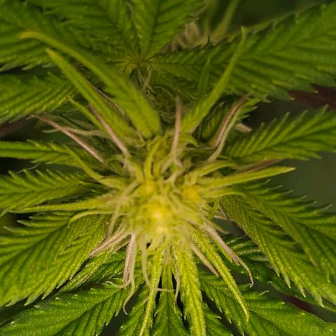 Pink Gasoline growlog photo: Day#12🌷