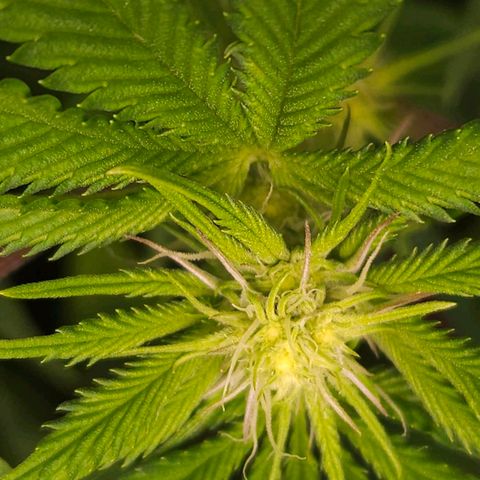 Pink Gasoline growlog photo: Day#12🌷