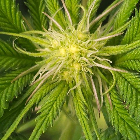 Pink Gasoline growlog photo: Day#12🌷