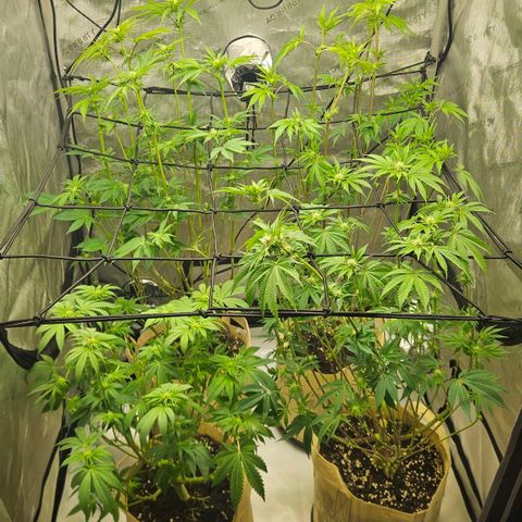 Pink Gasoline growlog timeline photo