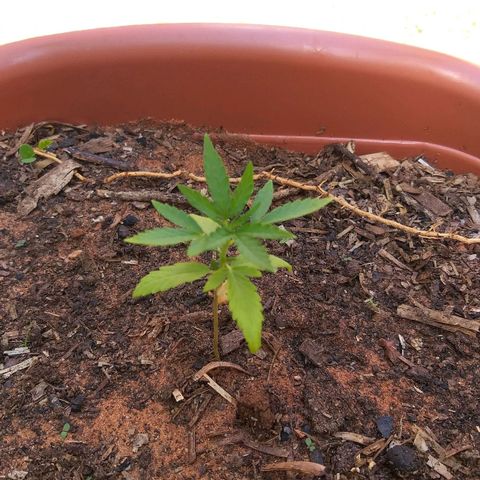 Genética desconhecida growlog timeline photo