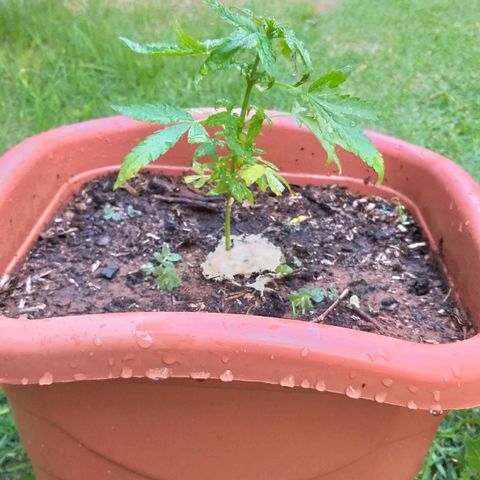 Genética desconhecida growlog timeline photo