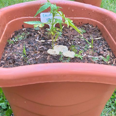 Genética desconhecida growlog timeline photo