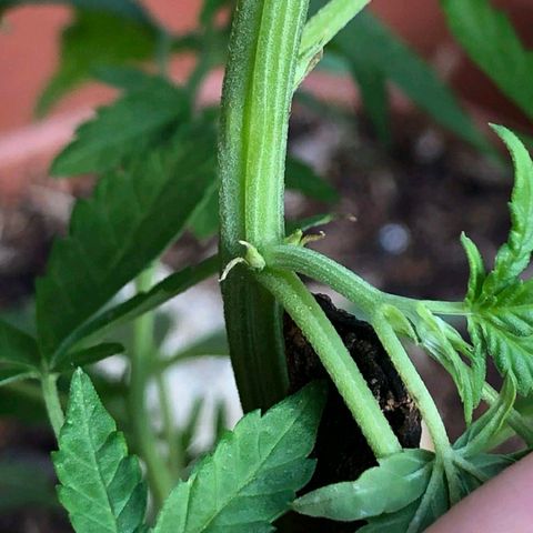 Genética desconhecida growlog photo: É menina!
