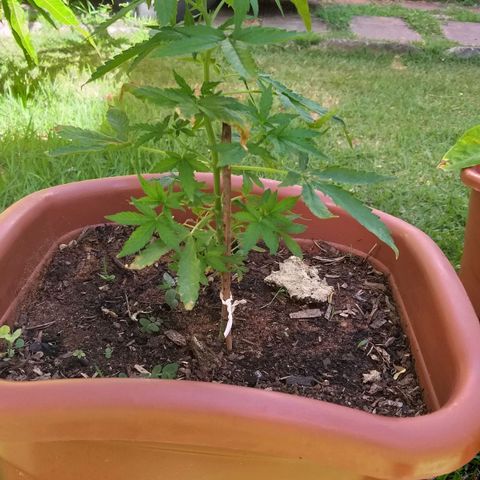 Genética desconhecida growlog photo: É menina!