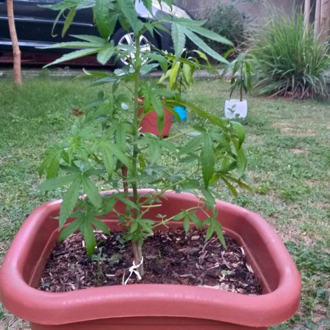 Genética desconhecida growlog timeline photo