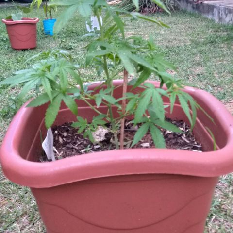 Genética desconhecida growlog timeline photo