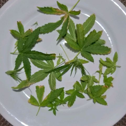 Genética desconhecida growlog timeline photo