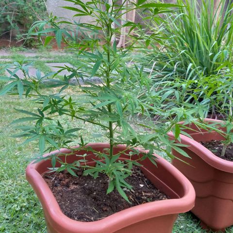 Genética desconhecida growlog photo: Foi encontrado lagartas