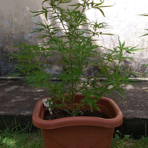 Genética desconhecida growlog timeline photo