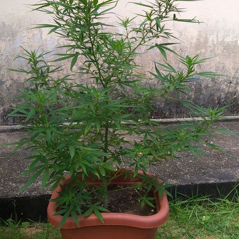 Genética desconhecida growlog timeline photo